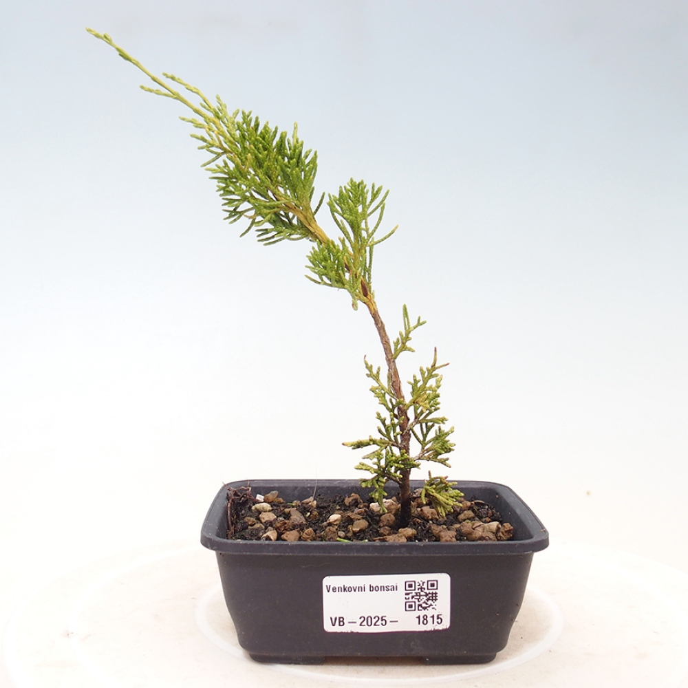 Bonsai voor buiten - Juniperus chinensis Itoigawa