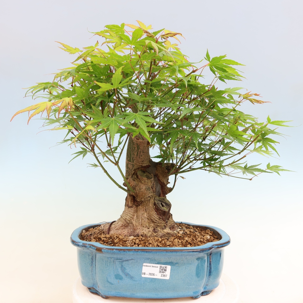 Bonsai voor buiten - Esdoorn Burger - Acer Burgerianum