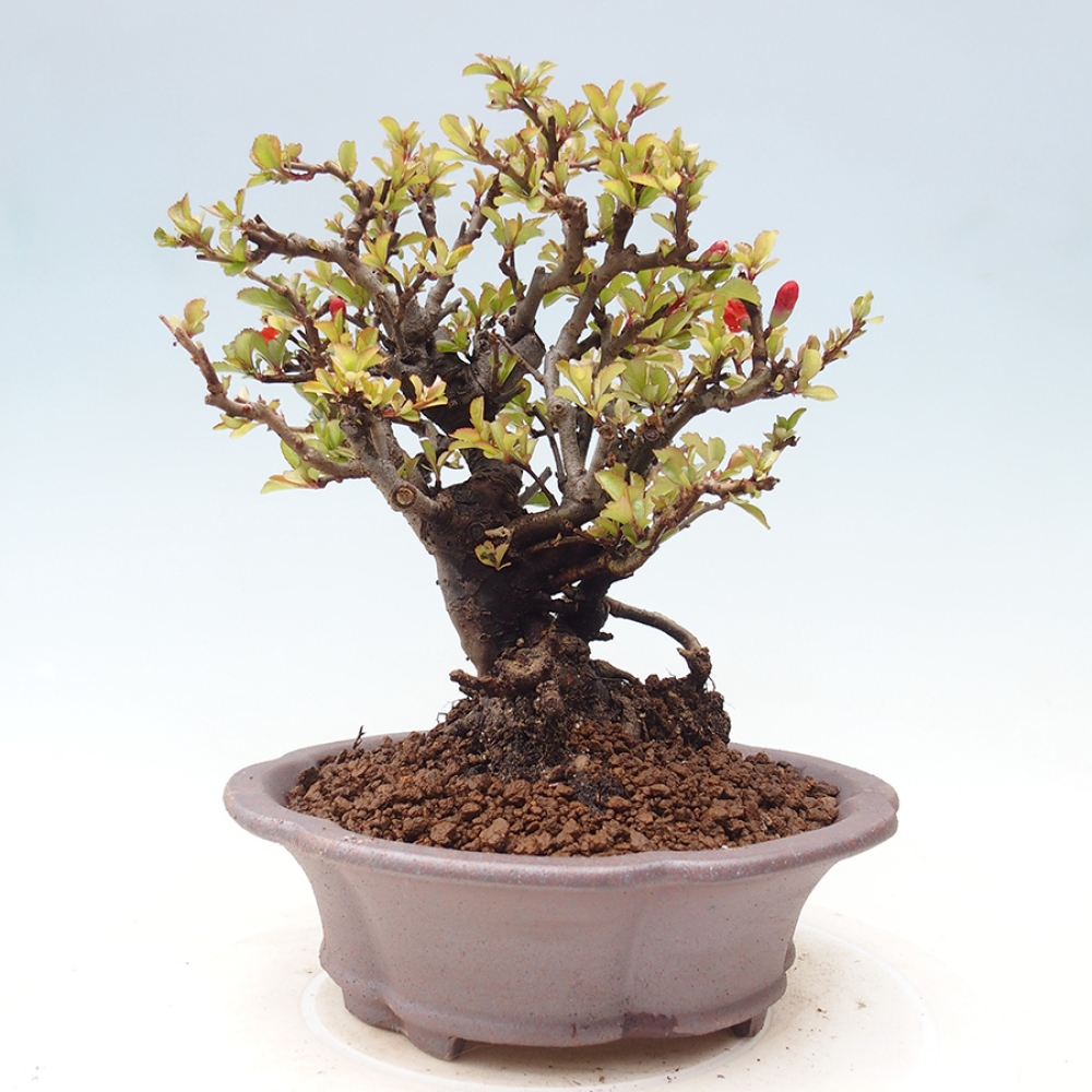 Bonsai voor buiten - Chaneomeles speciosa - Kweepeer
