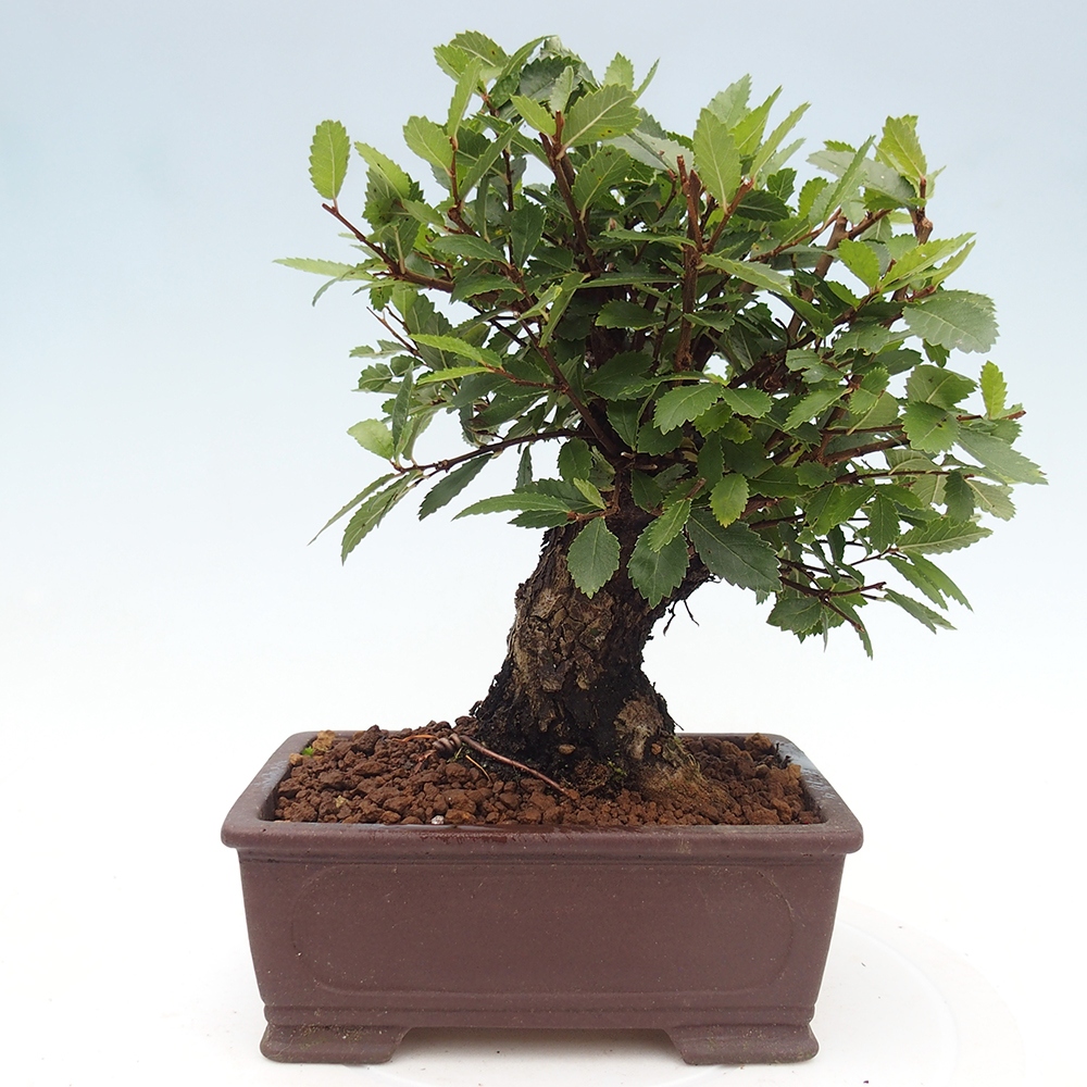 Bonsai voor buiten - Zelkova - Zelkova NIRE
