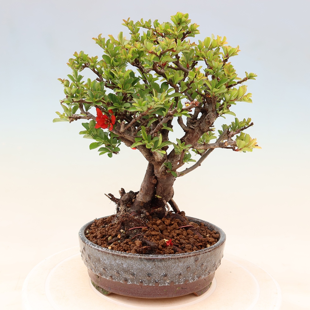 Bonsai voor buiten - Chaneomeles speciosa Chojubai