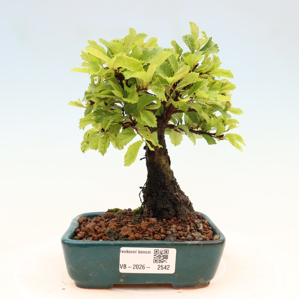 Bonsai voor buiten - Zelkova - Zelkova NIRE
