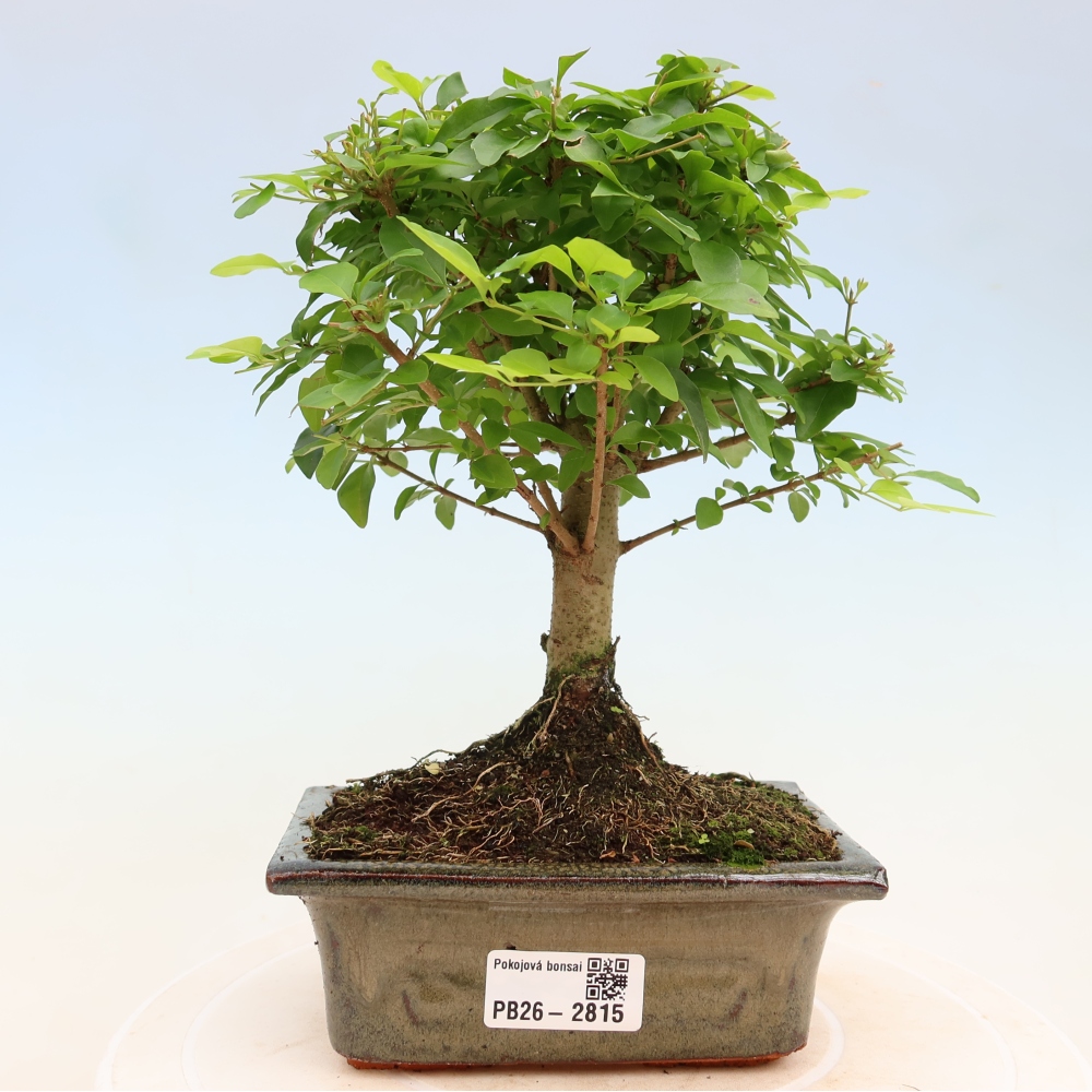 Kamerbonsai -Ligustrum chinensis - Vogelsnavel