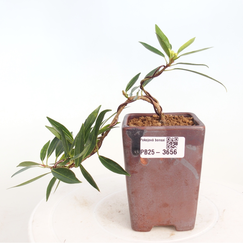 Kamerbonsai - Ficus nerifolia - kleinbladige ficus