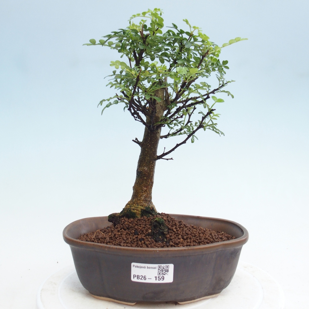 Kamerbonsai - Zantoxylum piperitum - peperboom