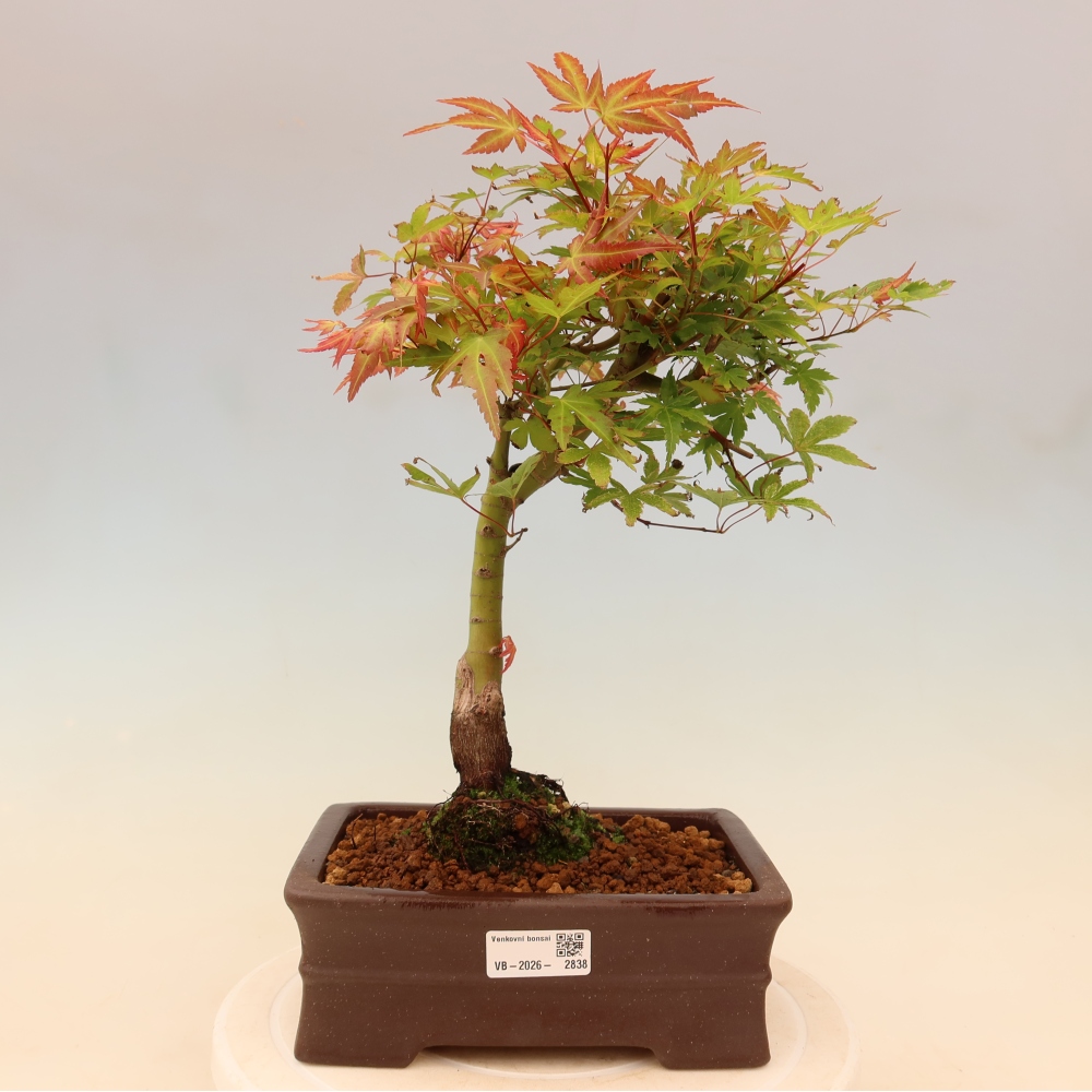 Noorse esdoorn - Acer palmatum Beni Tsukasa