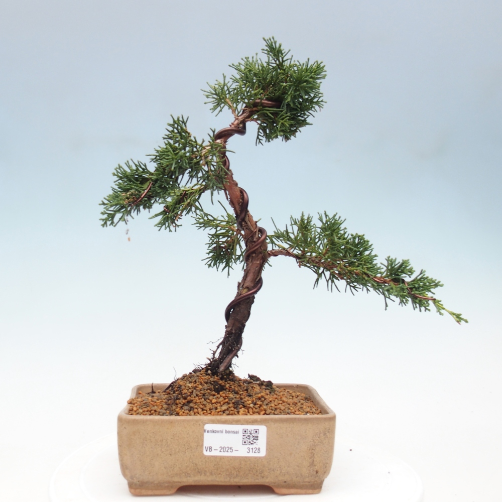 Bonsai voor buiten - Juniperus chinensis Kishu