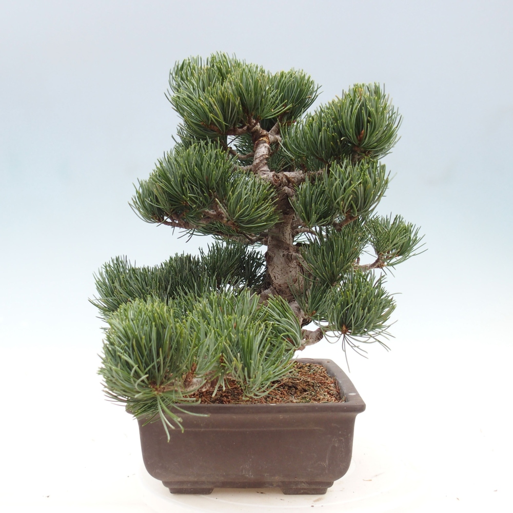 Bonsai voor buiten - Pinus parviflora - Pinus parviflora
