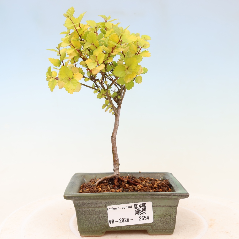 Buitenbonsai - dwergberk - Betula NANA Golden Treasure