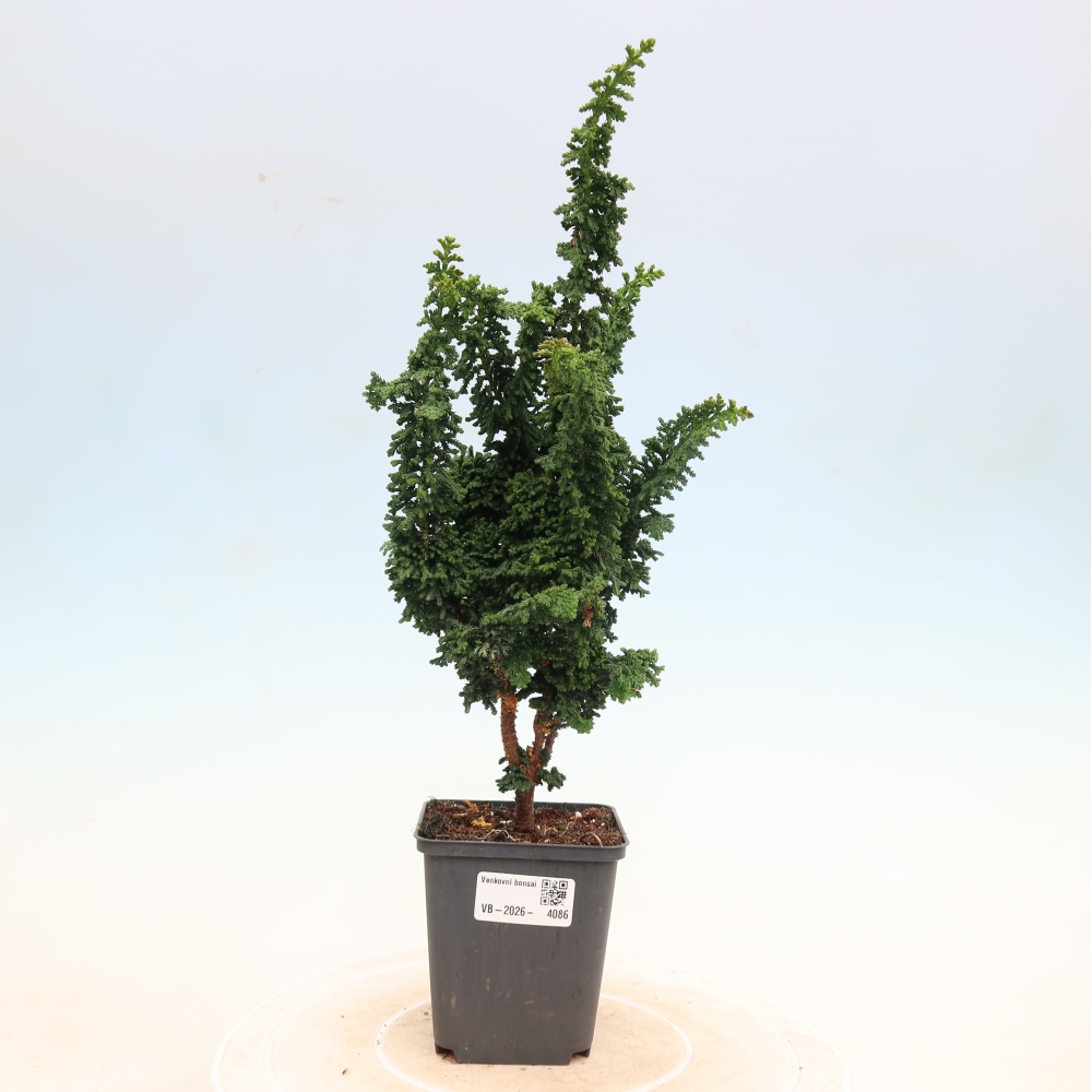 Bonsai voor buiten - Cham. obtusa SEKKA HINOKI - Cipres