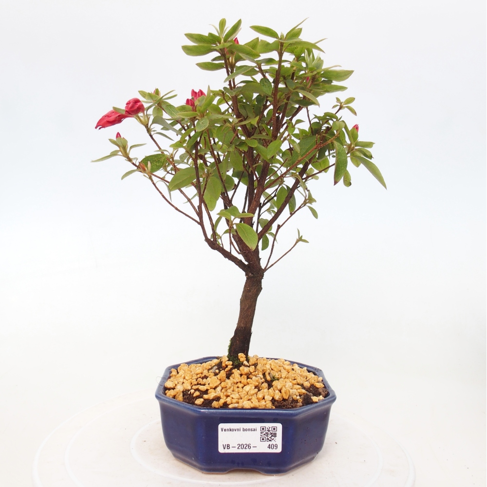 Bonsai voor buiten - Japanse azalea - Azalea sp.