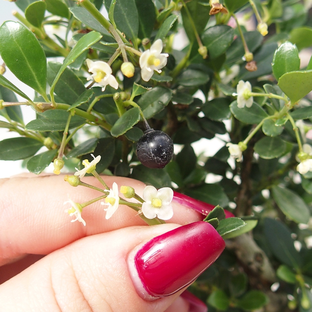 Kamerbonsai - Ilex crenata - Hulst