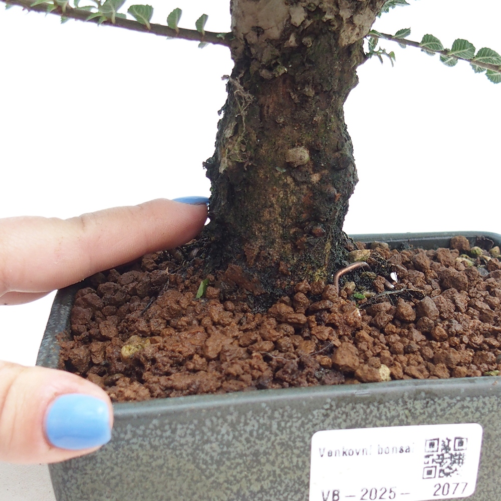 Bonsai voor buiten - Ulmus parvifolia Hokkaido - Chinese iep