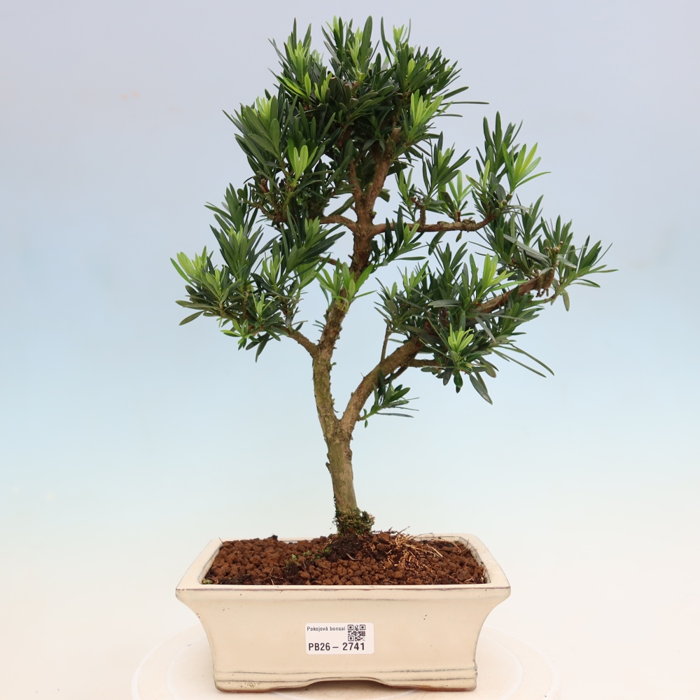 Kamerbonsai - Podocarpus - Taxus
