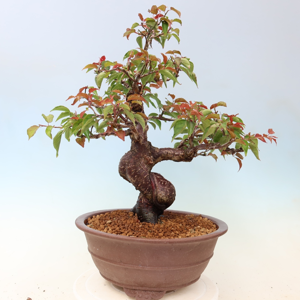 Bonsai voor buiten – Japanse abrikoos – Prunus Mume