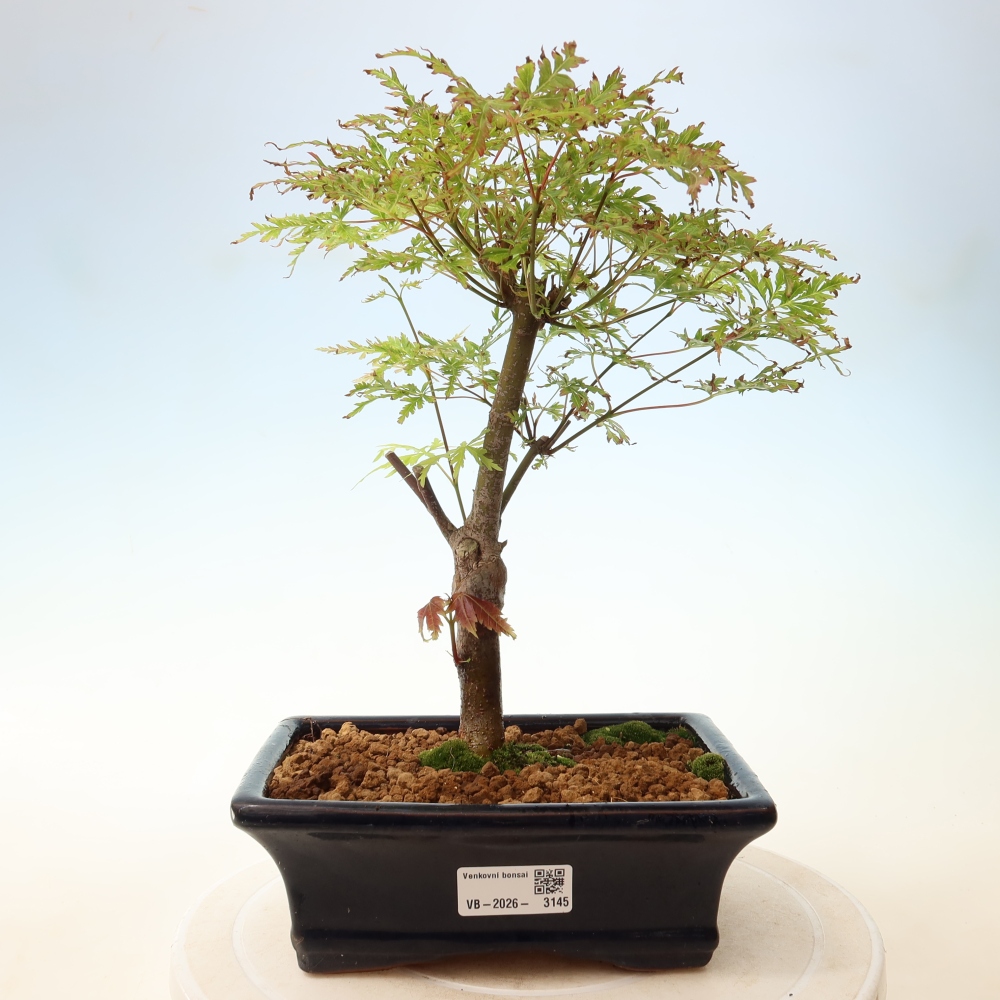 Bonsai voor buiten - Acer palmatum Dissectum