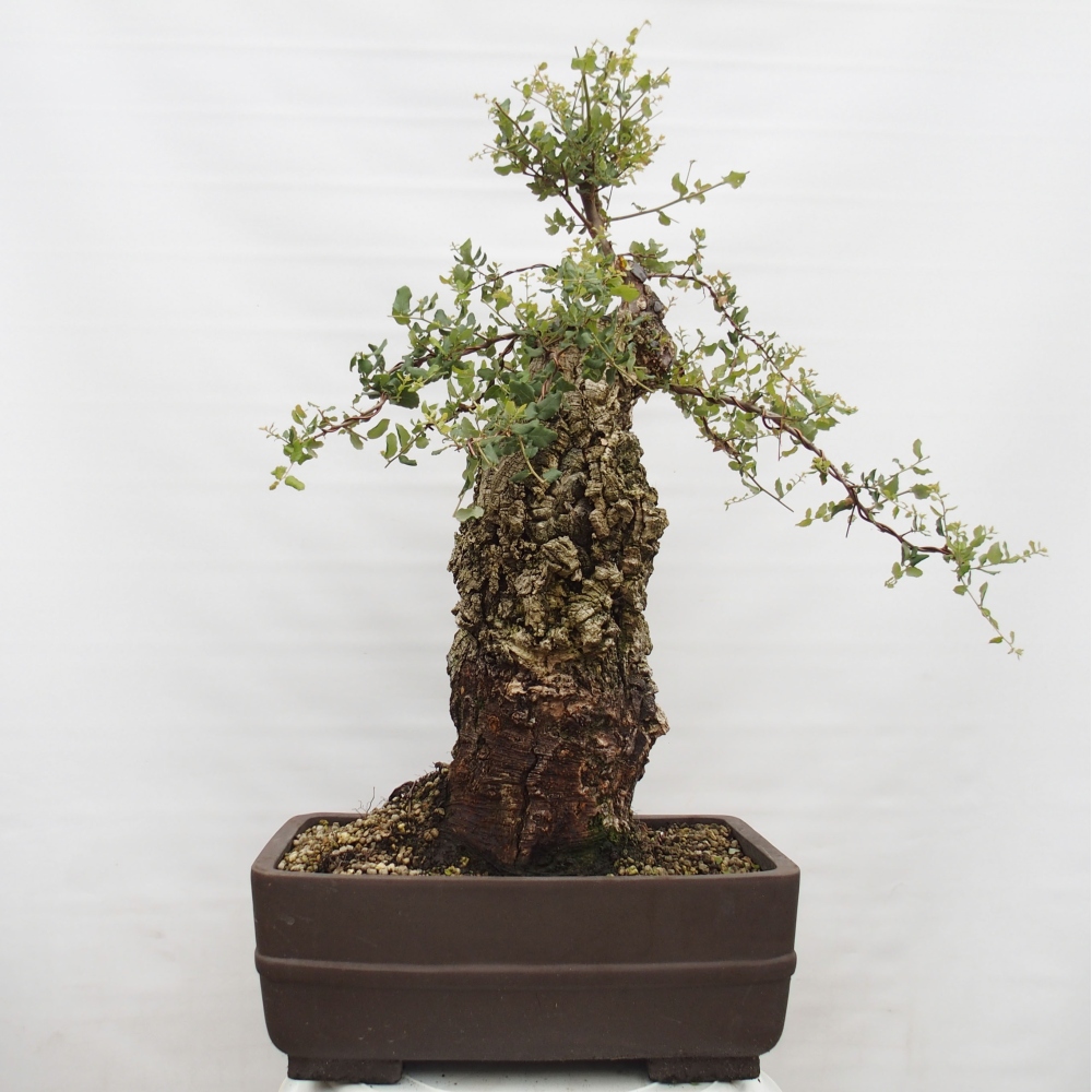 buiten bonsai Quercus suber - kurkeik