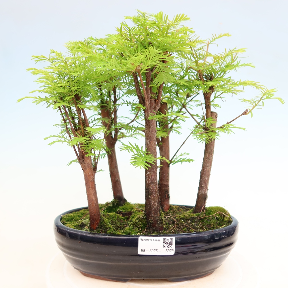 Buitenbonsai - Metasequoia glyptostroboides - Chinese metasequoia - bosje