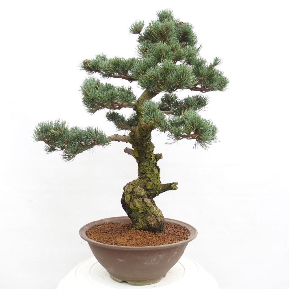 Bonsai voor buiten - Pinus parviflora - Pinus parviflora