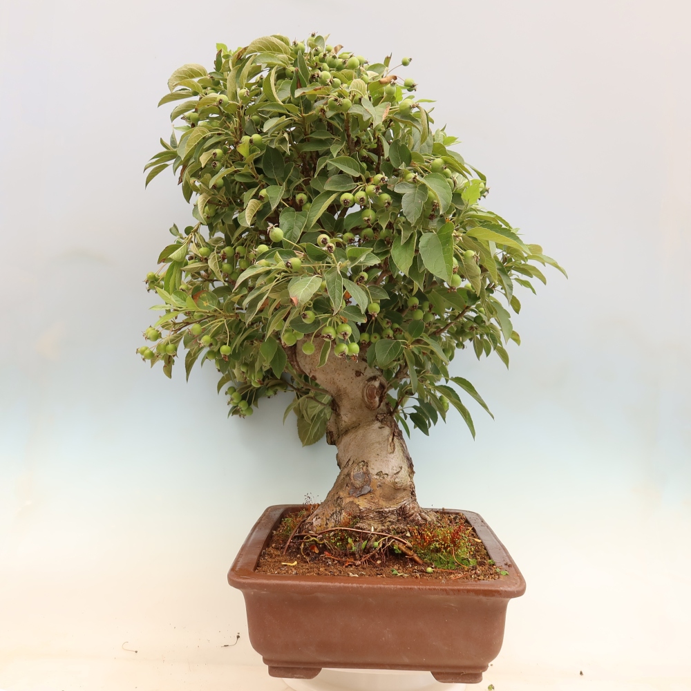 Bonsai voor buiten -Malus halliana - Appelboom met kleine vruchten