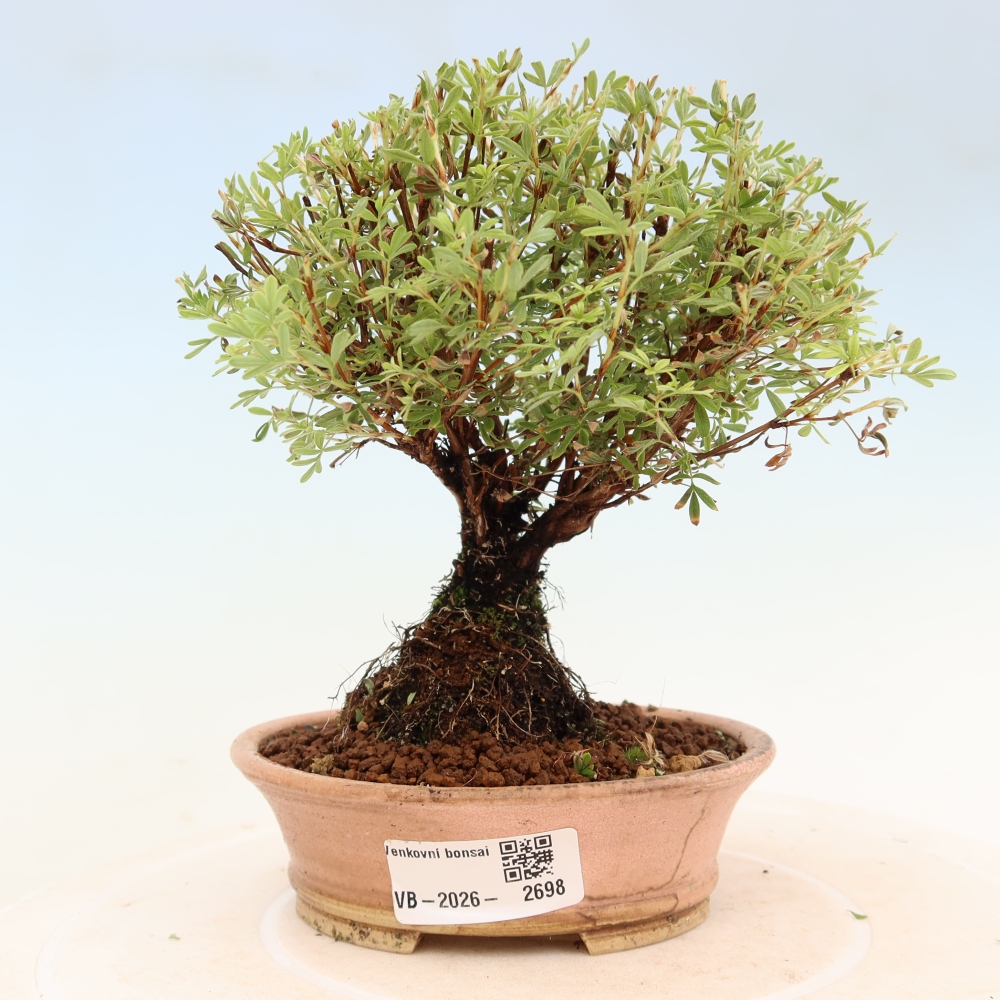 Bonsai voor buiten – Struikachtige potentilla – Potentilla fruticosa ‘Goldkissen’