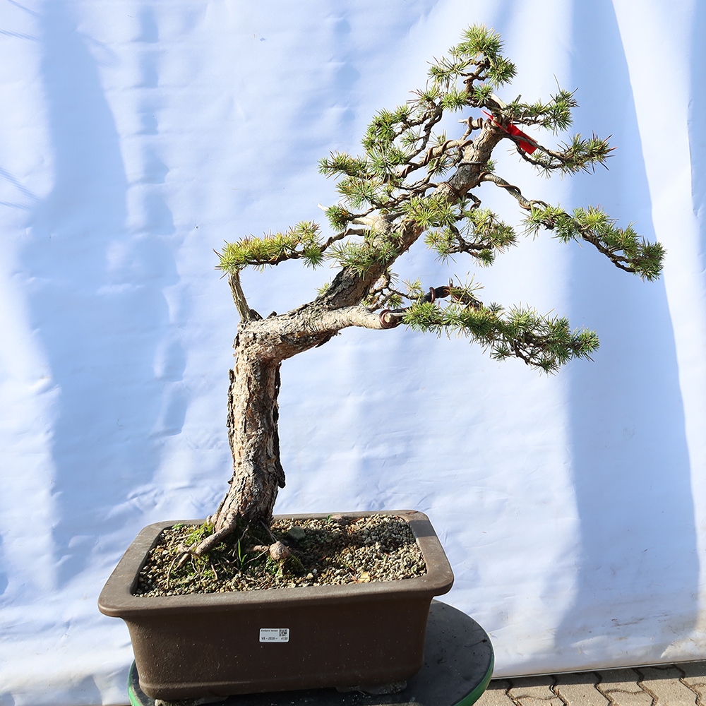Pinus sylvestris Spanje - grove den