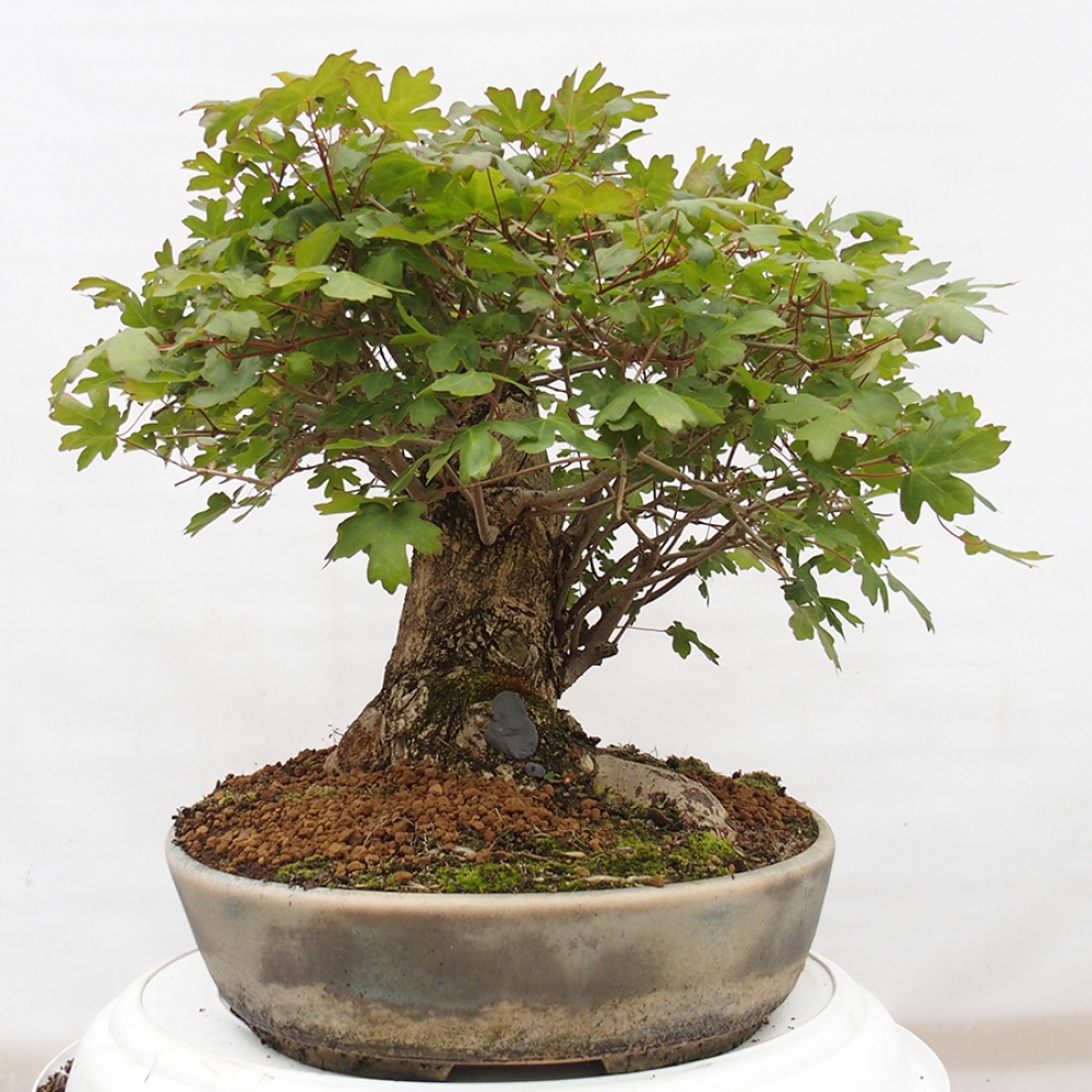 Bonsai voor buiten -Javor babyka - Acer campestre