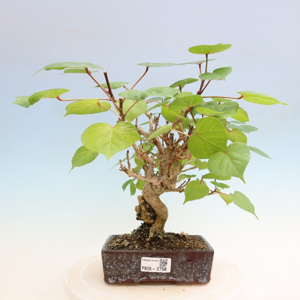 Bonsai voor binnen - Hibiscus tiliaceus - Zee Hibiscus