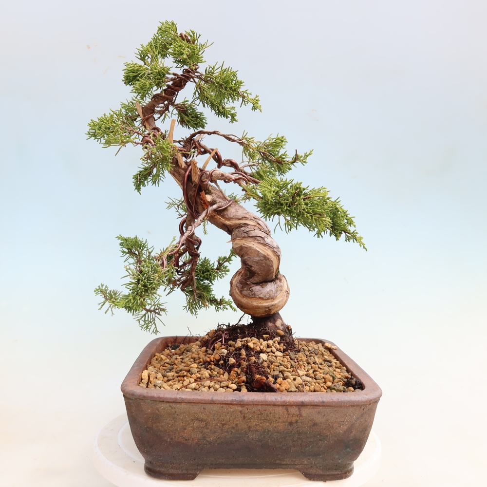 Bonsai voor buiten - Juniperus chinensis Itoigawa-Juniperus chinensis