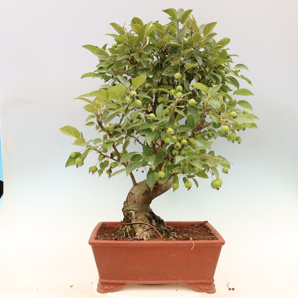 Bonsai voor buiten -Malus halliana - Appelboom met kleine vruchten