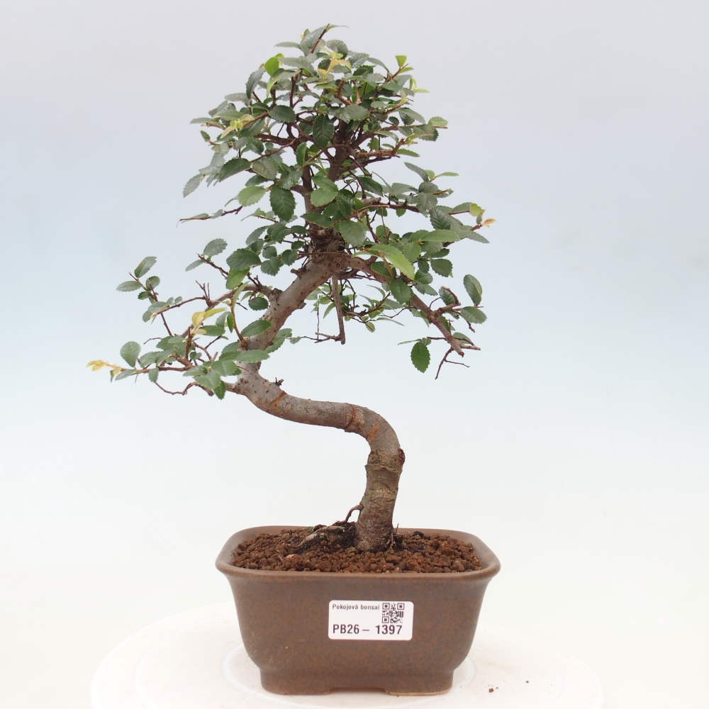 Kamerbonsai - Ulmus parvifolia - Winteriep