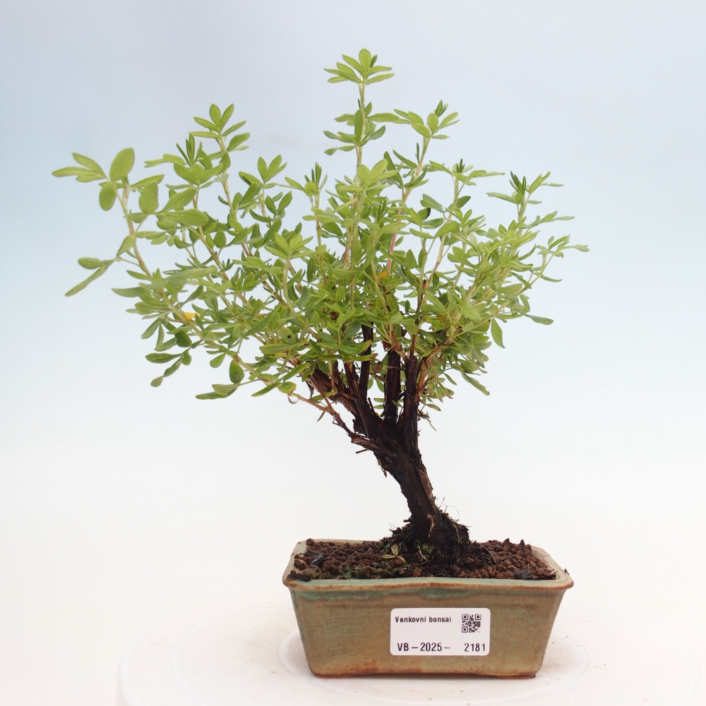 Bonsai voor buiten - Potentila fruticosa gele vogel