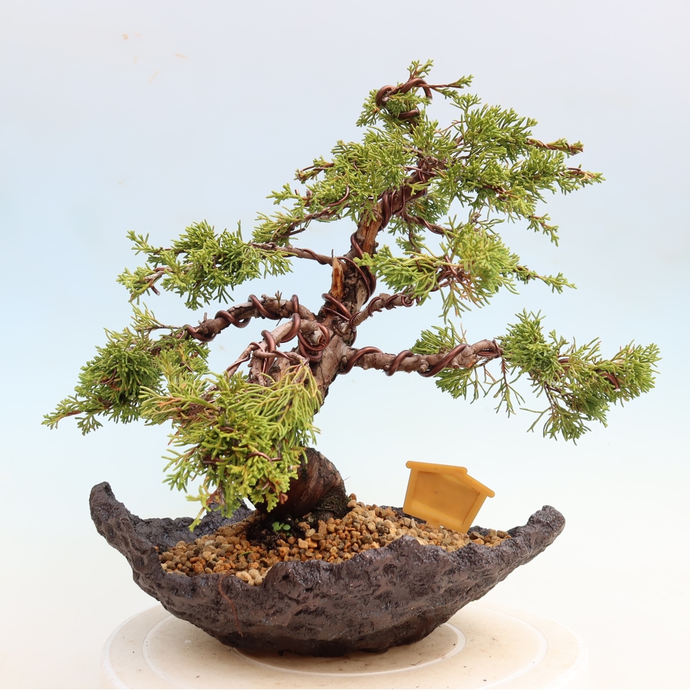 Bonsai voor buiten - Juniperus chinensis Itoigawa-Juniperus chinensis