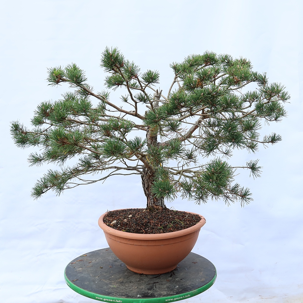Pinus sylvestris Spanje - grove den