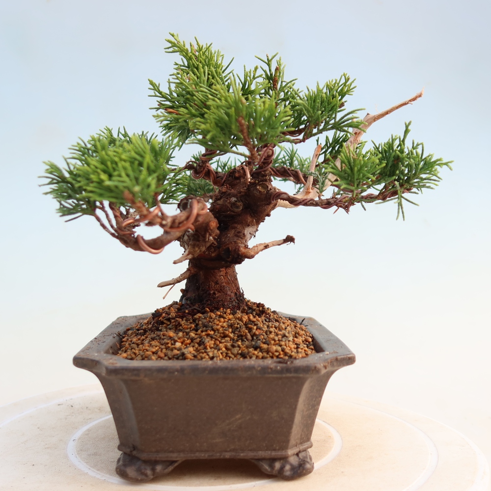 Bonsai voor buiten - Juniperus chinensis Itoigawa