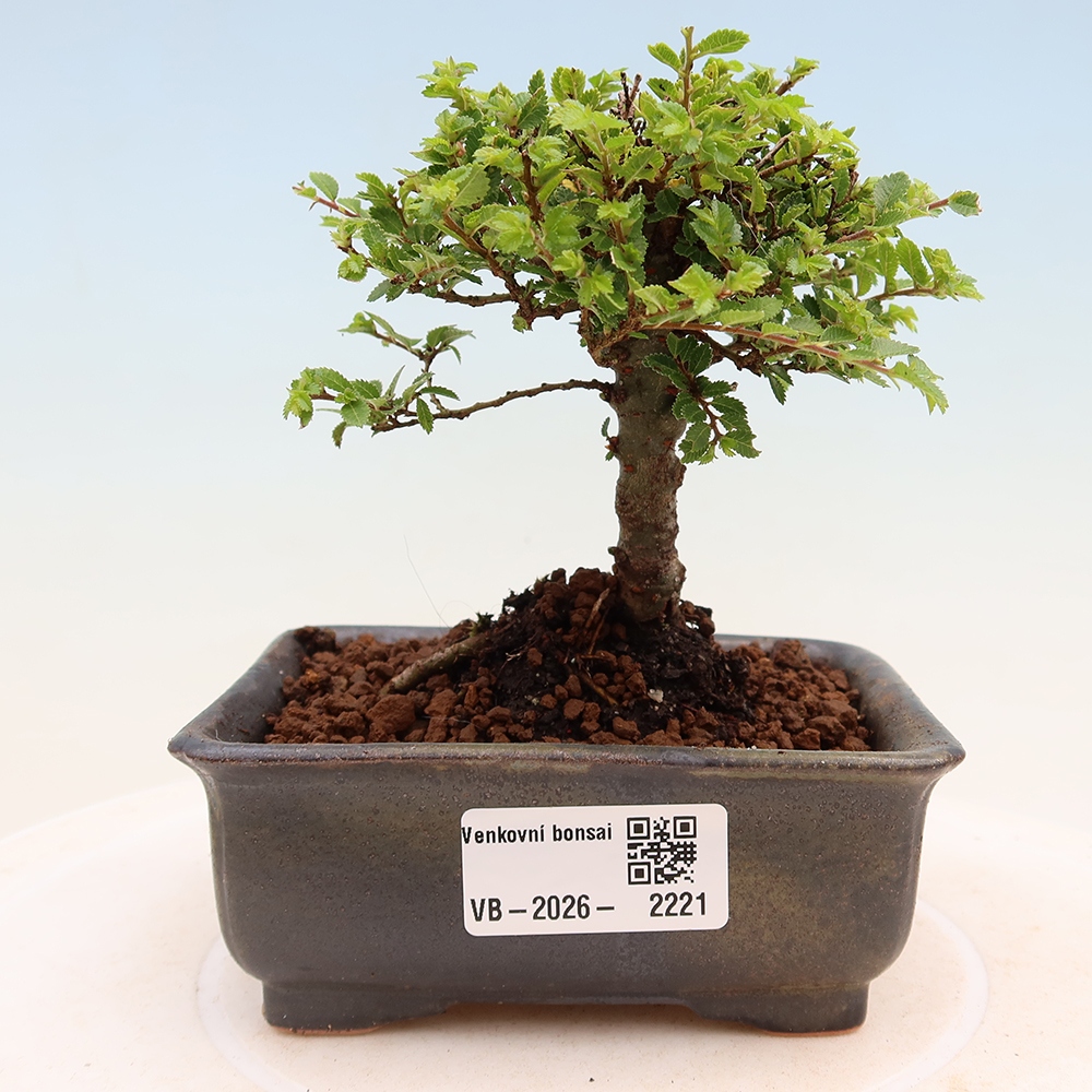 Bonsai voor buiten - Ulmus parvifolia Sagei - Kleinbladige iep