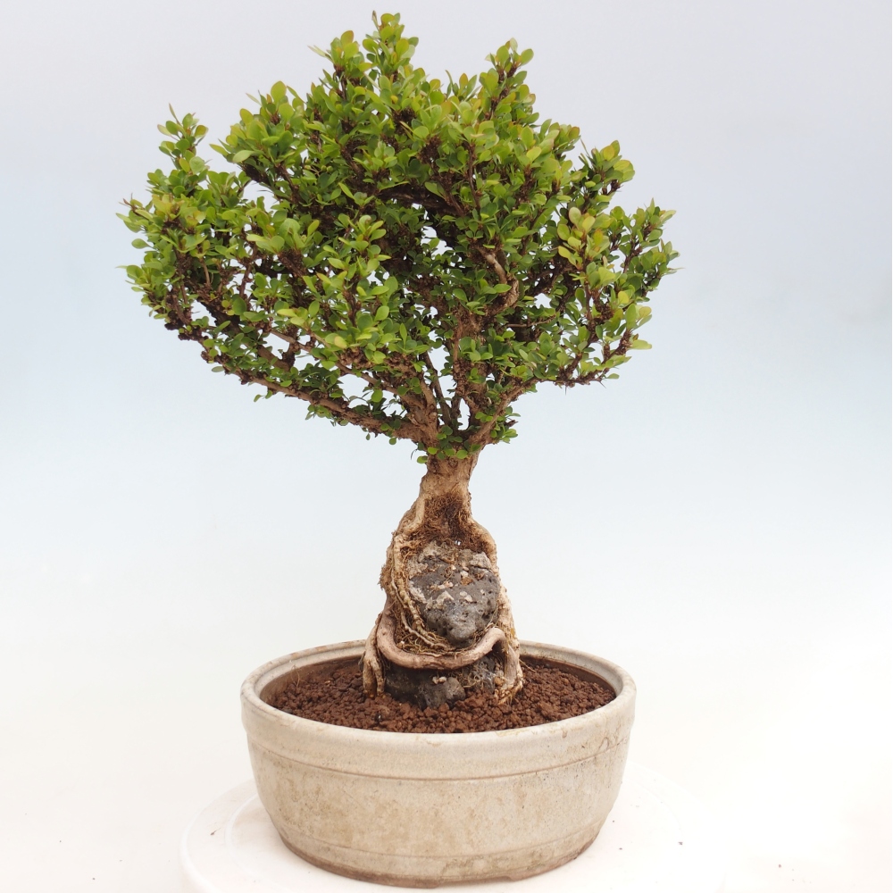 Bonsai voor buiten - Berberis coreana