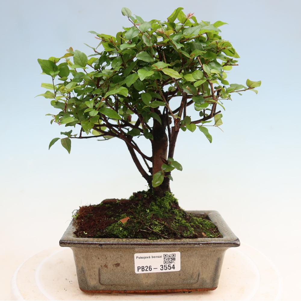 Kamerbonsai - Sageretia thea - Sageretia thea