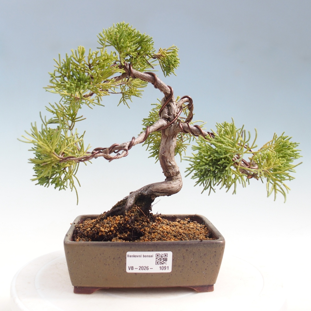 Bonsai voor buiten - Juniperus chinensis Kishu