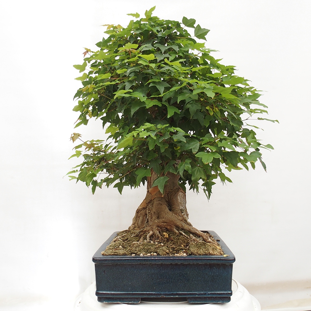 Bonsai voor buiten - Acer Buergerianum - Burgeresdoorn