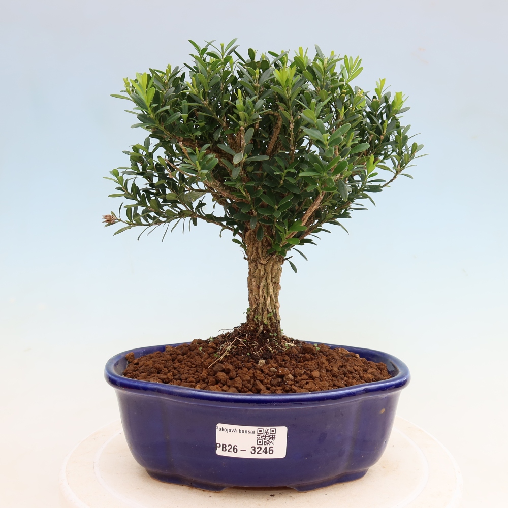 Kamerbonsai - Buxus harlandii - kurk buxus