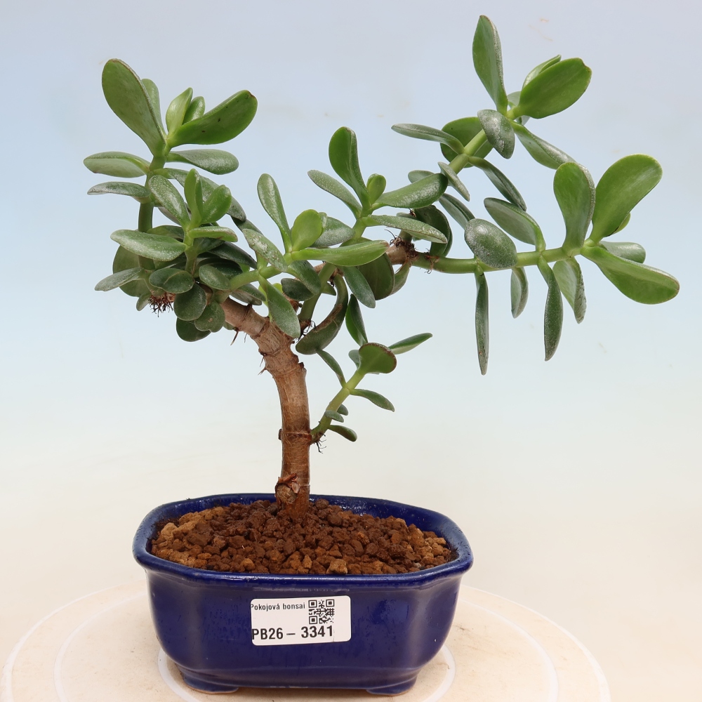 Kamerbonsai - Eivormige vetplant - Crassula ovata