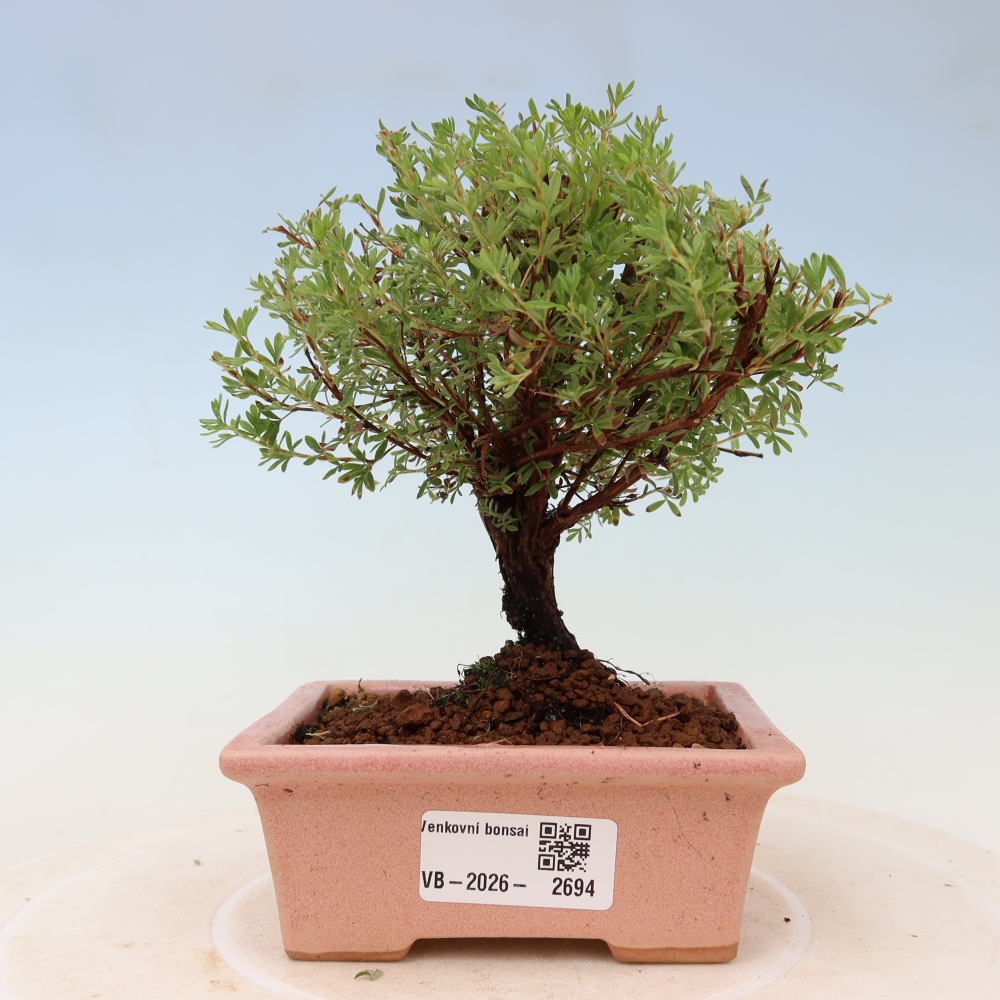 Bonsai voor buiten – Struikpotentilla – Potentilla fruticosa ‘Goldkissen’