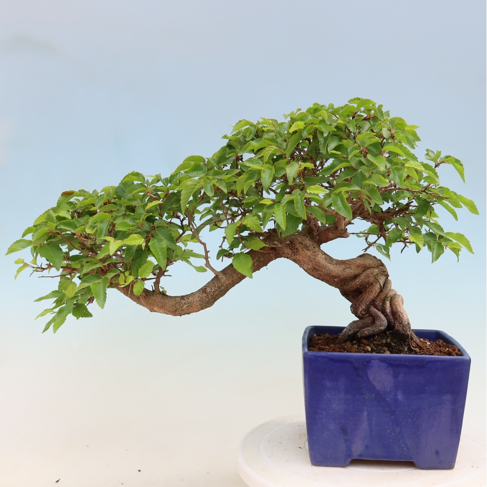 Bonsai voor buiten -Carpinus Coreana - Koreaanse haagbeuk