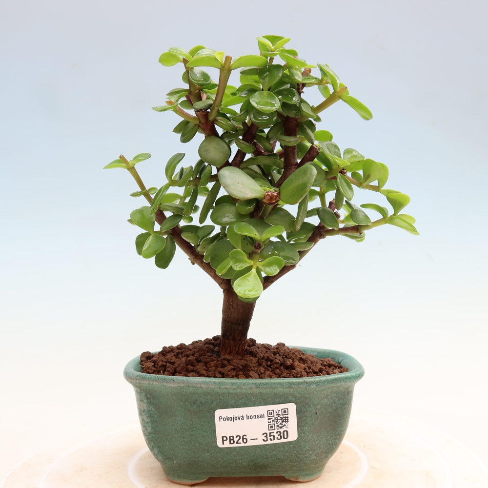 Kamerbonsai - Portulakaria Afra - Tlustice