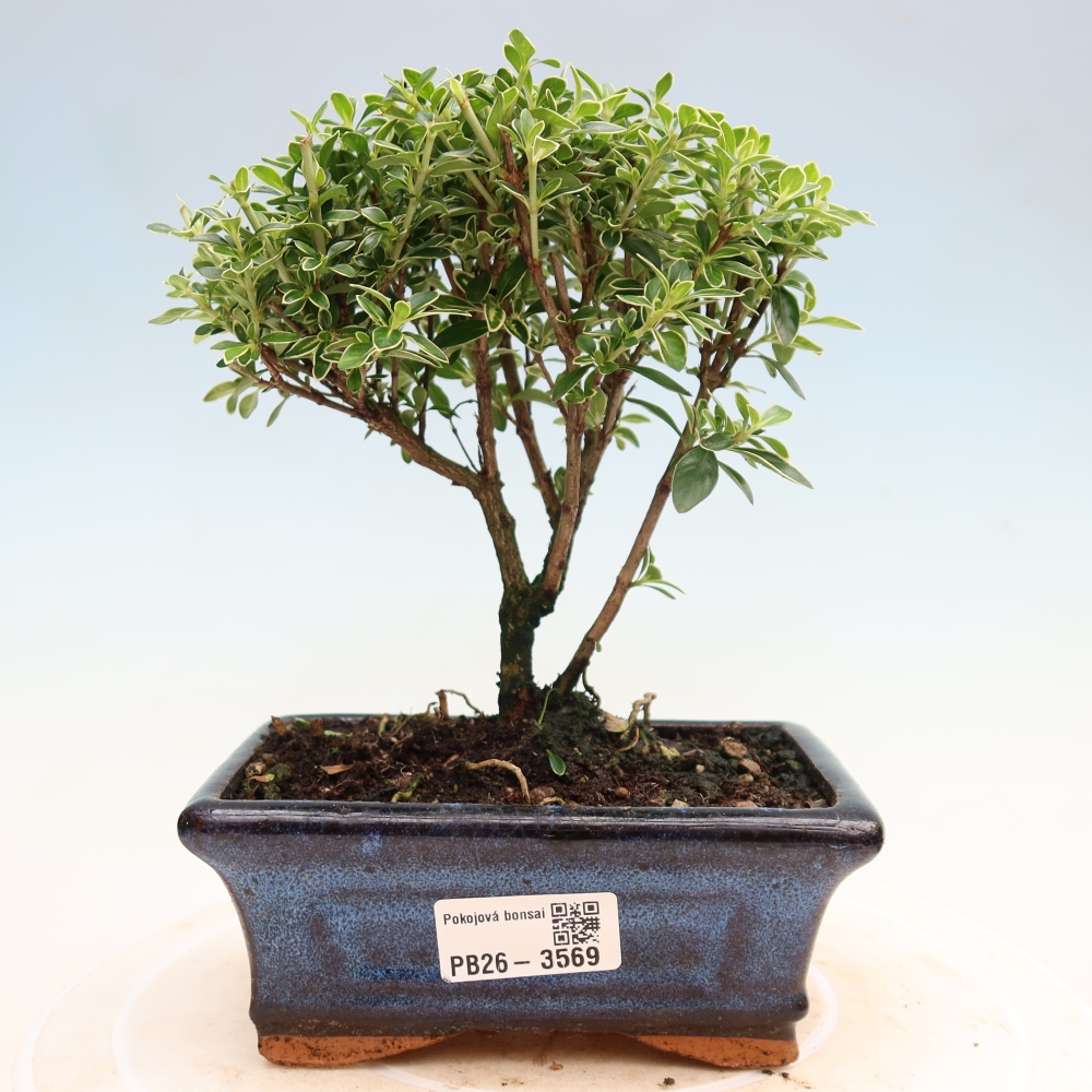 Kamerbonsai - Serissa foetida Variegata - Boom van duizend sterren