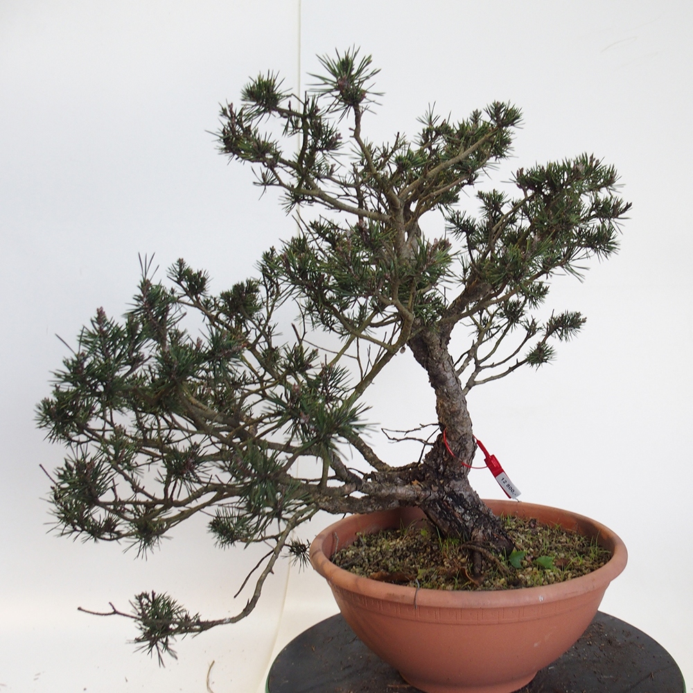 Yamadori - Pinus sylvestris Spanje