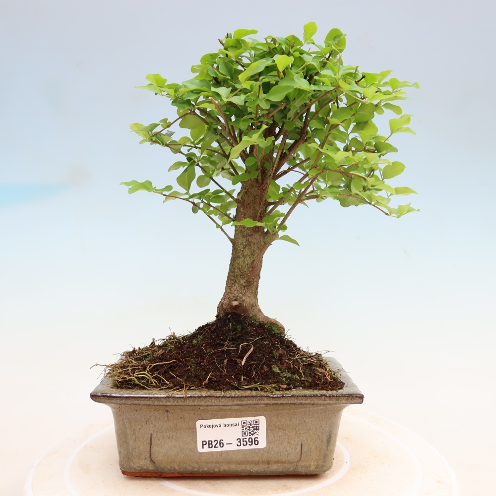 Kamerbonsai -Ligustrum chinensis - Vogelsnavel