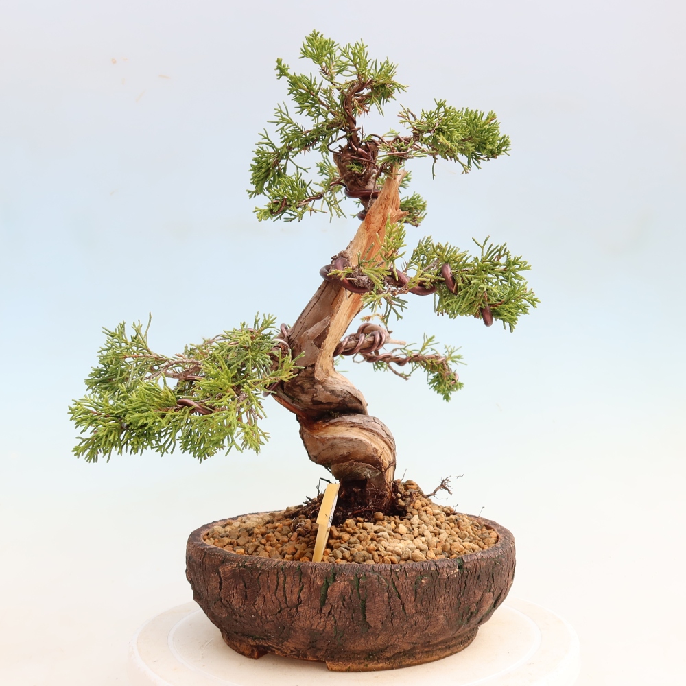 Bonsai voor buiten - Juniperus chinensis Itoigawa-Juniperus chinensis