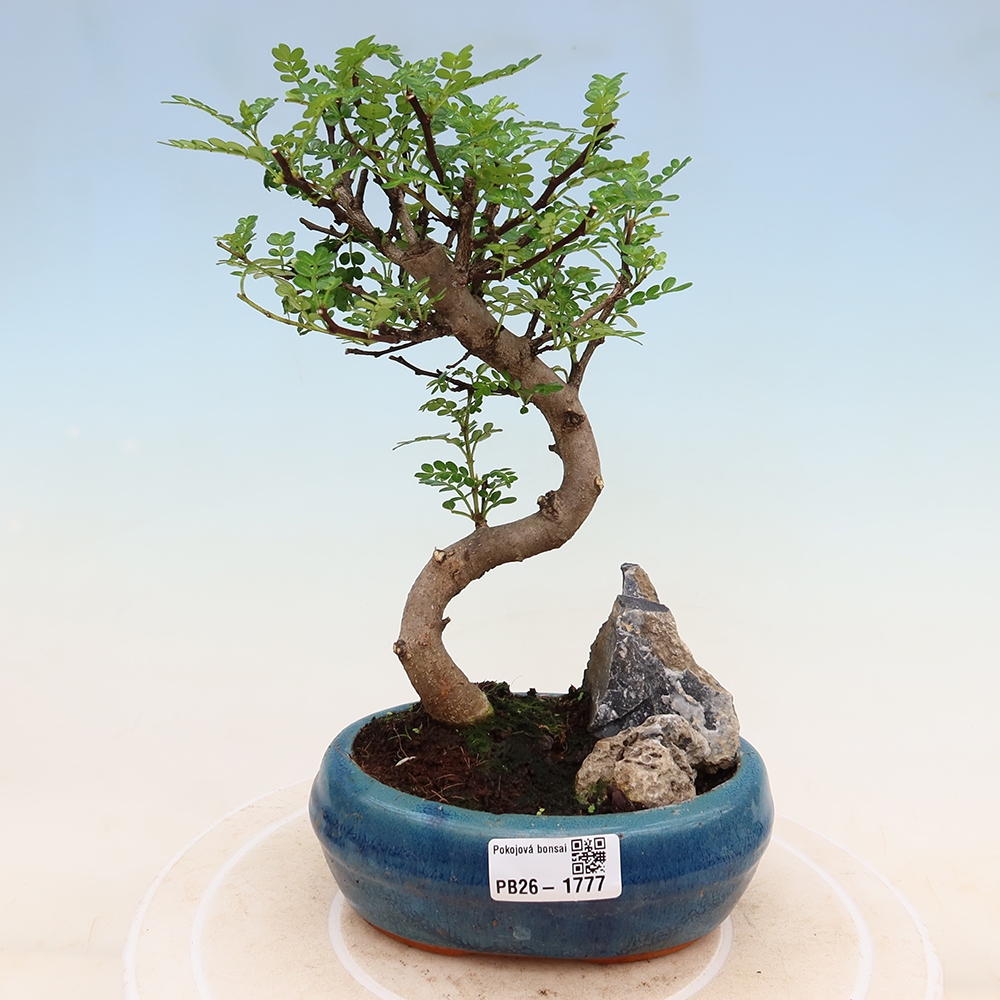 Kamerbonsai - Zantoxylum piperitum - peperboom